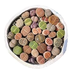 Assorted exotic lithops for sale  Delivered anywhere in USA 