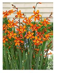 10x crocosmia emily for sale  Delivered anywhere in UK