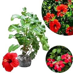 Red hibiscus plant for sale  Delivered anywhere in USA 