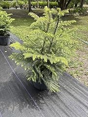 Northfolk island pine for sale  Delivered anywhere in USA 