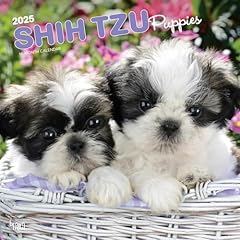 Shih tzu puppies d'occasion  Livré partout en France