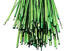 5.5 feet natural for sale  Delivered anywhere in USA 