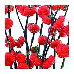 Park seed variety for sale  Delivered anywhere in USA 