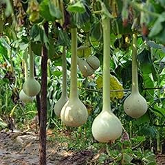 Dipper gourd seeds for sale  Delivered anywhere in USA 