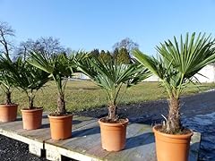 Hanfpalme 100 palme gebraucht kaufen  Wird an jeden Ort in Deutschland