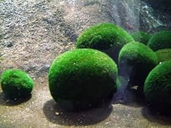 Muschio palla cladophora usato  Spedito ovunque in Italia 
