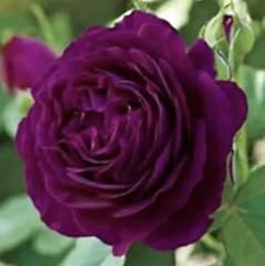 Deep purple plum for sale  Delivered anywhere in UK