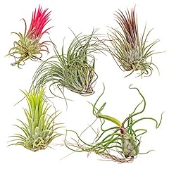 Tillandsia mix luftpflanzen gebraucht kaufen  Wird an jeden Ort in Deutschland