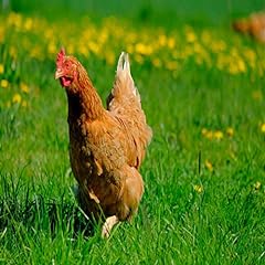 Premium poultry grass for sale  Delivered anywhere in UK