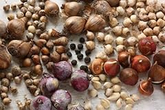 Scilla cilica lampadine usato  Spedito ovunque in Italia 