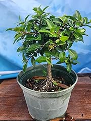 Indoorbonsaiandexotics dwarf b for sale  Delivered anywhere in USA 