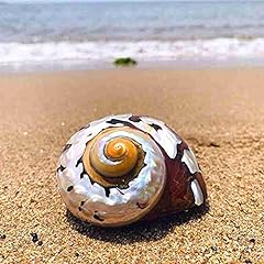 Hhozsafety coquillages mer d'occasion  Livré partout en France