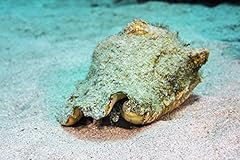 Queen conch croix for sale  Delivered anywhere in USA 