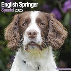 English springer spaniel for sale  Delivered anywhere in USA 