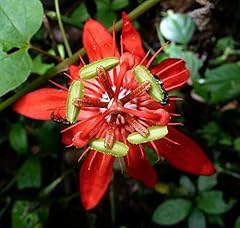 Passiflora coccinea pianta usato  Spedito ovunque in Italia 