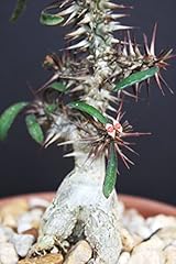 Euphorbia rossii exotic usato  Spedito ovunque in Italia 