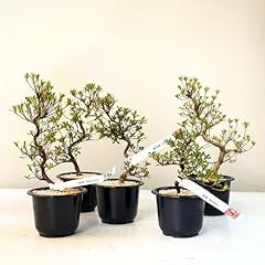 Satsuki azalee bonsai gebraucht kaufen  Wird an jeden Ort in Deutschland