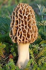 True morel mushroom for sale  Delivered anywhere in USA 