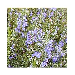 Rosemary tuscan blue for sale  Delivered anywhere in UK