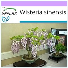 Saflax bonsai blue for sale  Delivered anywhere in Ireland