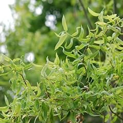 Carbeth plants salix for sale  Delivered anywhere in UK