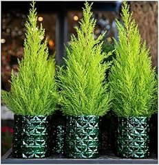 Growon shrubs dwarf for sale  Delivered anywhere in UK