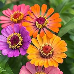 Zinnia forecast packet for sale  Delivered anywhere in UK