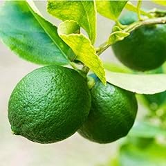 Mexican key lime for sale  Delivered anywhere in USA 
