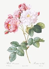 Rosa damascena rosebush for sale  Delivered anywhere in USA 