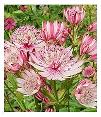 Baldur garten astrantia gebraucht kaufen  Wird an jeden Ort in Deutschland