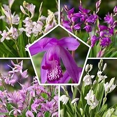 Collezione bletilla mix usato  Spedito ovunque in Italia 