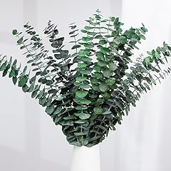 Pcs dried eucalyptus for sale  Delivered anywhere in USA 