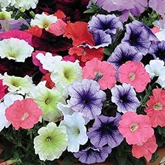 Petunia summer bedding for sale  Delivered anywhere in UK