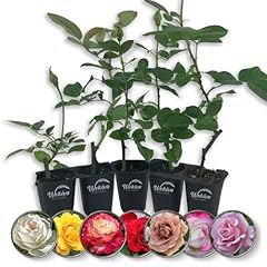 Rose bush variety for sale  Delivered anywhere in USA 