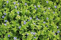 Bacopa caroliniana live for sale  Delivered anywhere in UK