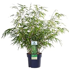 Fargesia rufa hardy for sale  Delivered anywhere in UK