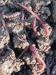 Red worm sicily usato  Spedito ovunque in Italia 