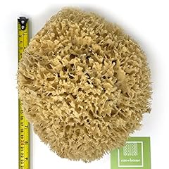 Xxl sea sponge for sale  Delivered anywhere in UK