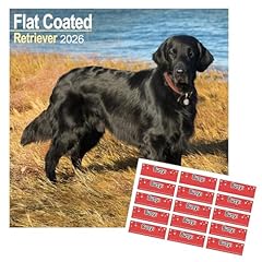 Flatcoated retriever calendar for sale  Delivered anywhere in UK