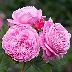 Heirloom roses rose for sale  Delivered anywhere in USA 