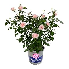 True bloom true for sale  Delivered anywhere in USA 