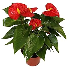 California tropicals anthurium for sale  Delivered anywhere in USA 
