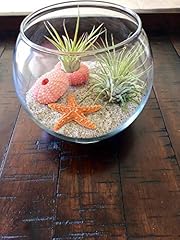 Air plant terrarium for sale  Delivered anywhere in USA 