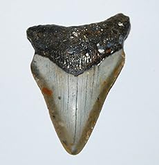 Megalodon tooth fossil for sale  Delivered anywhere in USA 
