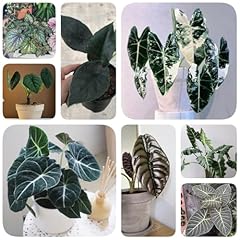 350 pcs alocasia gebraucht kaufen  Wird an jeden Ort in Deutschland