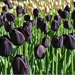 Tulip bulbs mix for sale  Delivered anywhere in UK