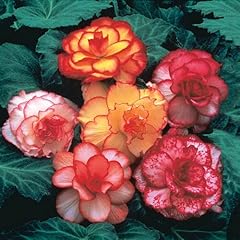 Breck picotee begonia for sale  Delivered anywhere in USA 