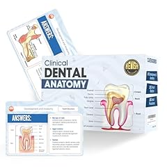 Revisa dental anatomy for sale  Delivered anywhere in USA 
