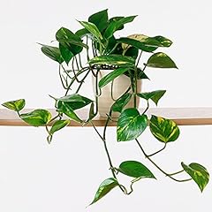 Epipremnum pinnatum aureum for sale  Delivered anywhere in UK