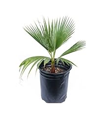 Palma messicana"Washingtonia robusta" pianta in vaso ø9 cm usato  Spedito ovunque in Italia 